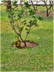 Dżakfrut, jackfruit, drzewo bochenkowe, chlebowiec różnolistny